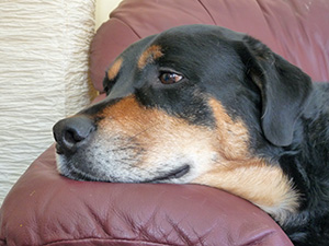 depressed puppy