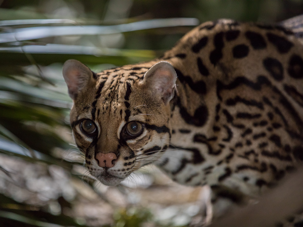 Ocelot photographed by Fin & Fur Films