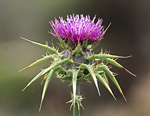 milk thistle plant