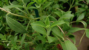 stevia plant