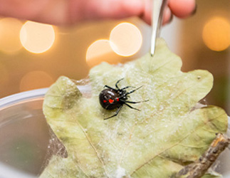 Wahlberg always keeps containers and tongs in her purse to collect spiders, especially black widows like this. Many Nacogdoches friends and neighbors have given Wahlberg permission to access their property and search for the arachnids, which she uses in her research involving egg sac parasitoids.