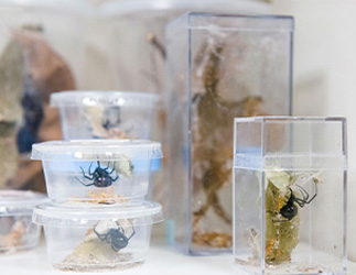 Wahlberg always keeps containers and tongs in her purse to collect spiders, especially black widows like this. Many Nacogdoches friends and neighbors have given Wahlberg permission to access their property and search for the arachnids, which she uses in her research involving egg sac parasitoids.