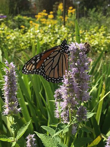 photo of butterfly