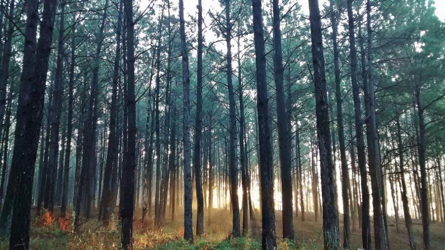 photo of pine trees