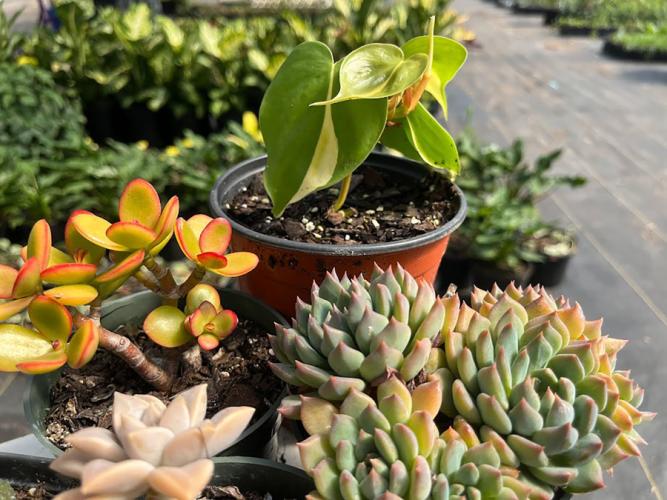 a selection of succulents at the Pineywoods Native Plant Center