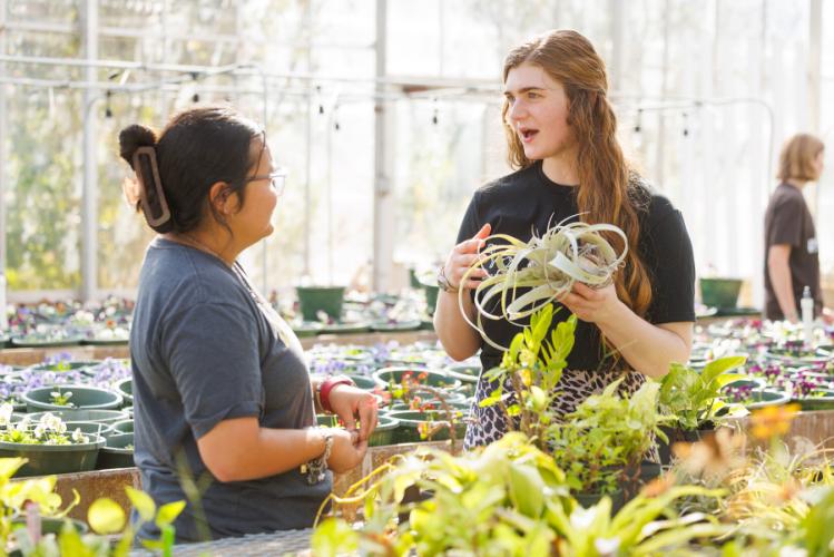 two students tend to houseplants that will be available during the plant fair