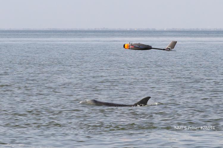 PHASM swoops in to collect the breath of a wild dolphin in Galveston Bay.