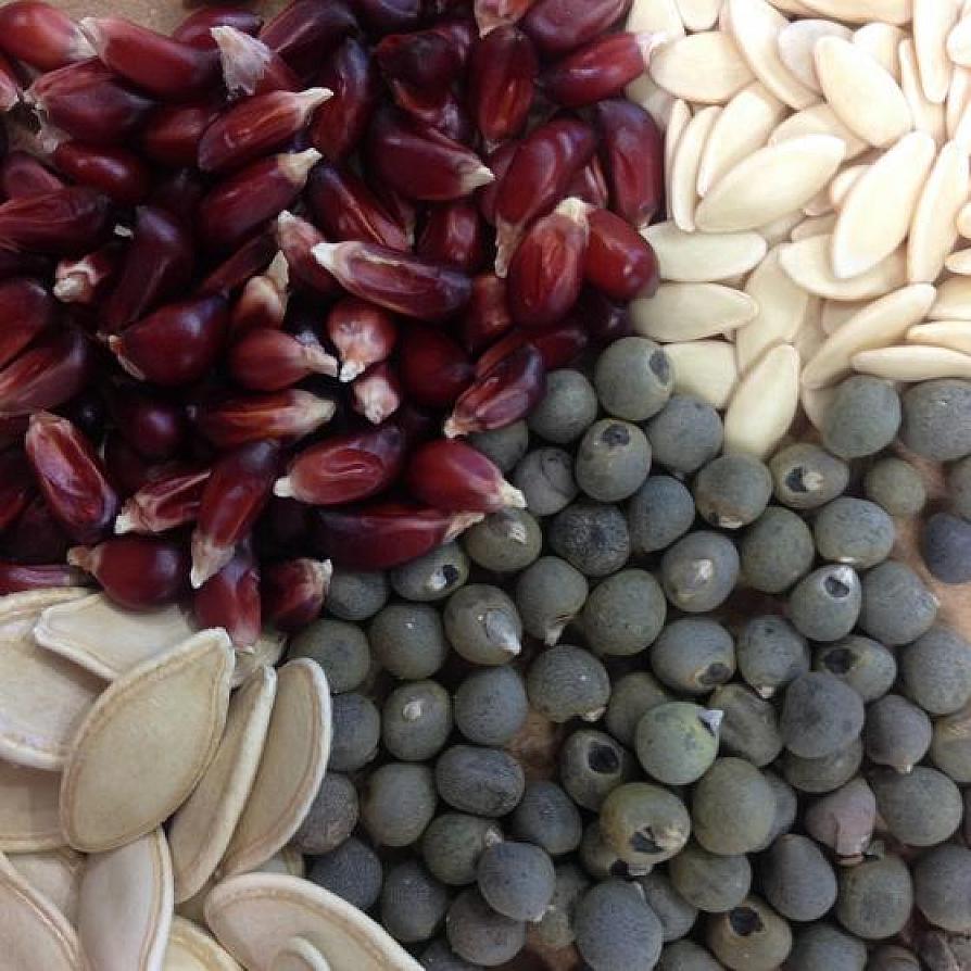 seeds