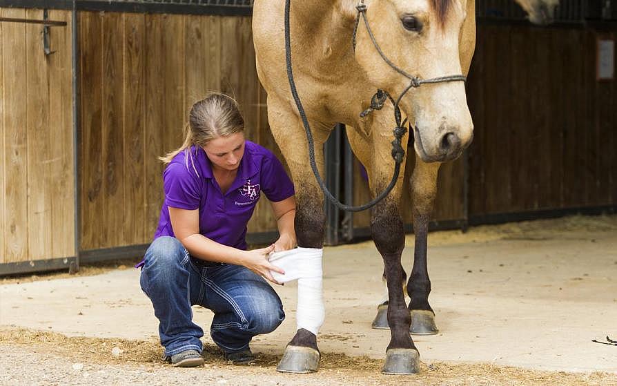 Woman wrapping a horse's leg