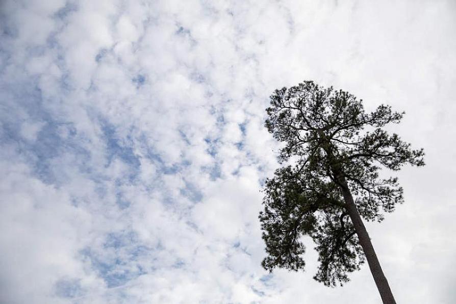 pine tree