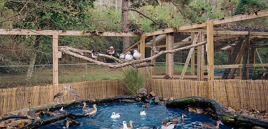 TJ Maple's ducks