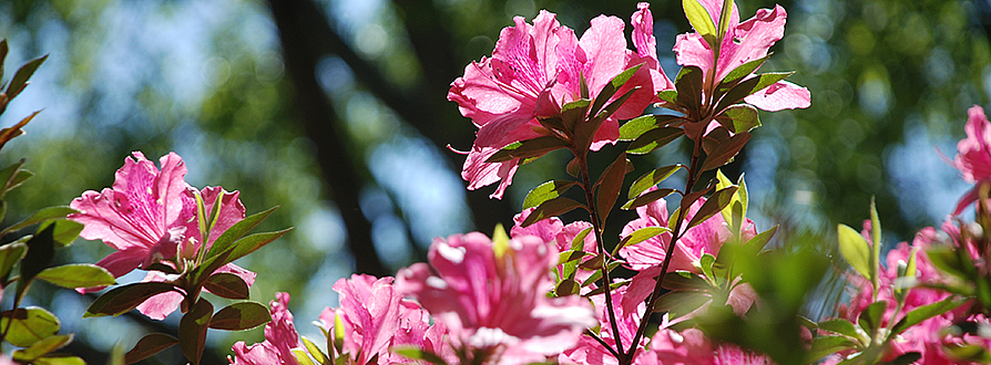 pink azaelas