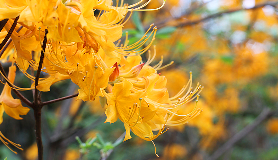 yellow flowers