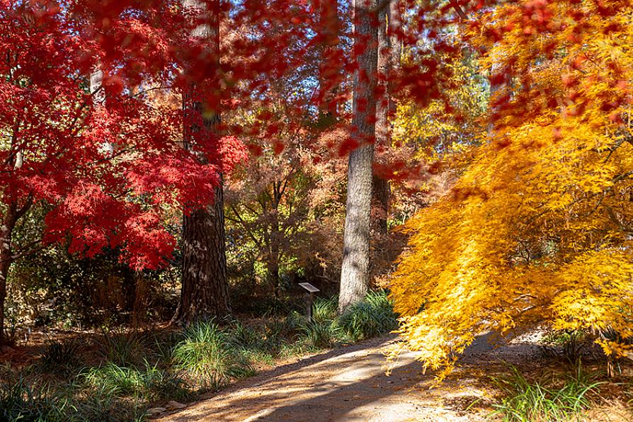 Fall foliage