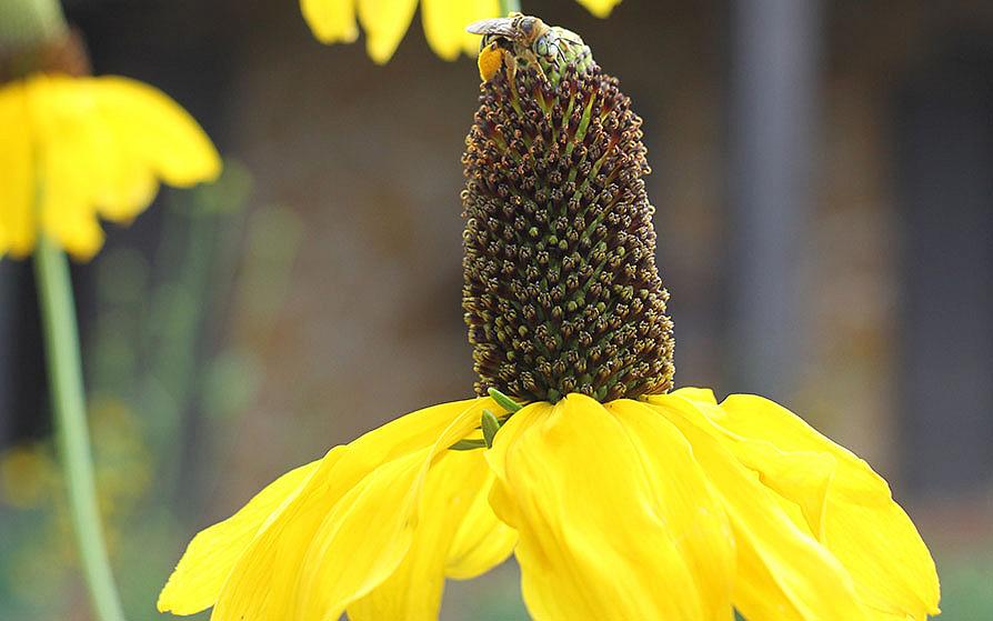 Stone Fort Museum gardens yellow flower