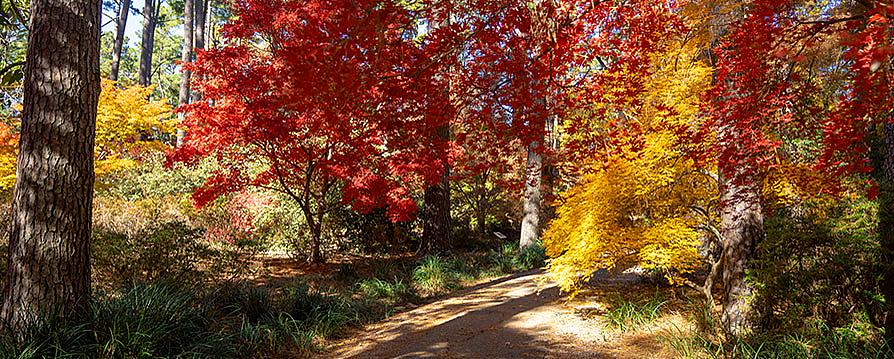 fall trees
