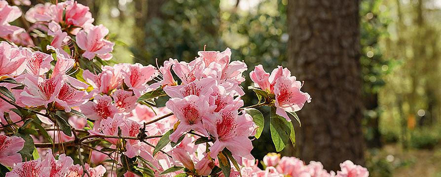 pink azaelas