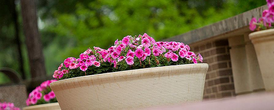 potted flowers