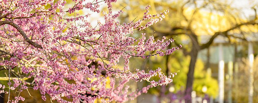 redbud