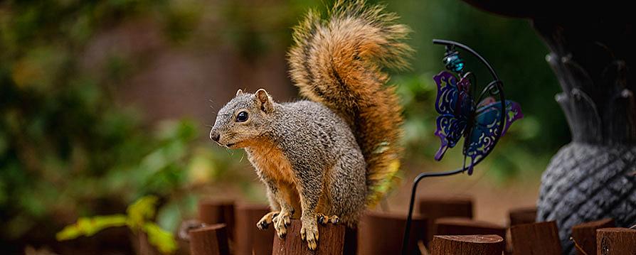 squirrel